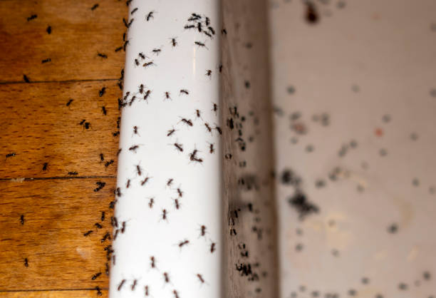 Reliable West Bradenton, FL Pest Control Solutions
